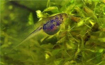 小班抓蝌蚪教案通用7篇