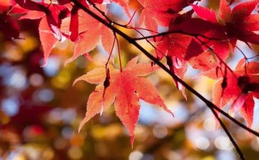 幼儿园大班10月工作计划8篇