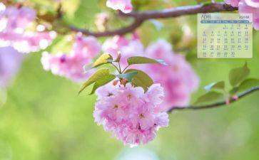 4月主题活动方案6篇