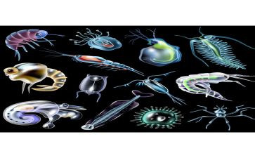 生物小调查报告6篇