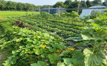 传菜辞职申请书5篇