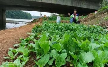 《买菜》教案参考6篇