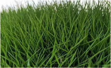 稻草集读后感参考5篇