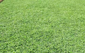 《野草》雪读后感8篇