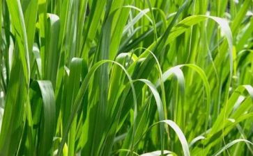 稻草集读后感最新7篇