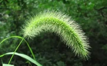 蒙草励志奖学金申请书7篇