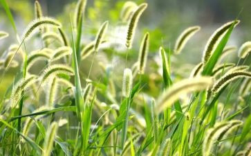 《野草》的读后感7篇