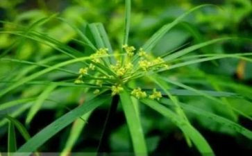 有关小草的作文5篇