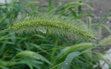 草房字的读后感优秀5篇