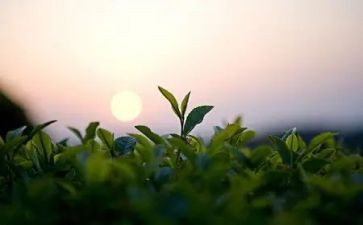 公司茶话会活动方案7篇