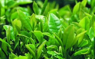 茶企业年终工作报告6篇
