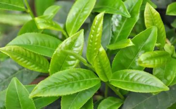茶大班教案主题反思7篇