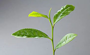 茶大班教案反思最新5篇