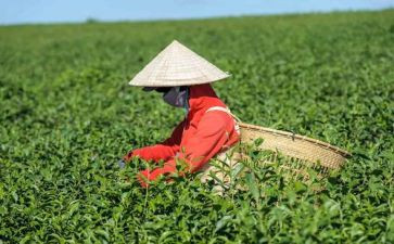 茶大班教案反思优秀8篇