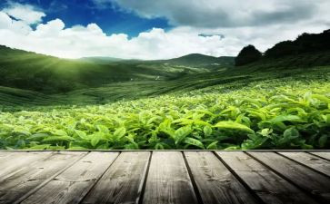 有关茶的调查报告7篇