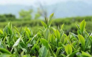 关于茶的作文5篇