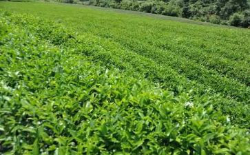 茶艺培训心得体会6篇
