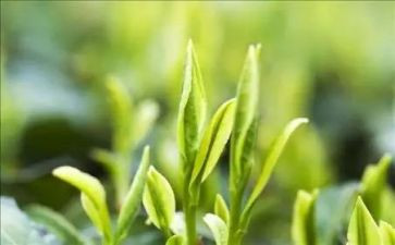茶的调研报告范文优质7篇