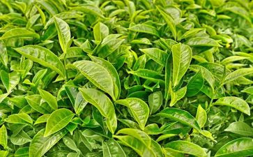 奶茶店的活动方案5篇