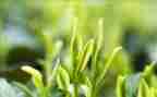 茶的调研报告范文优质7篇