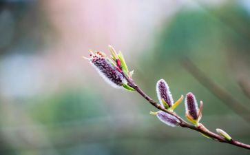 以春节为主题的作文8篇