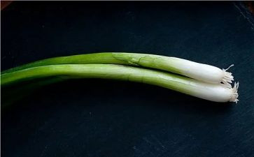 羊葱头历险记读后感7篇
