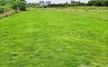 关于地震的感读后感8篇