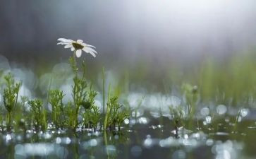 风雨桥读后感8篇