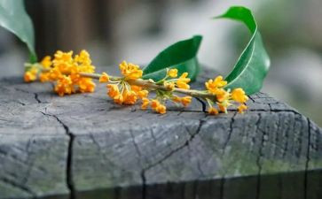 桂花落读后感推荐7篇