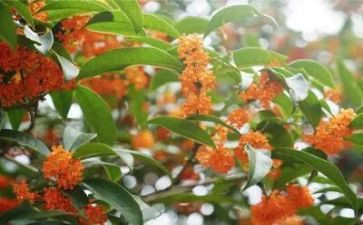 桂花情读后感8篇