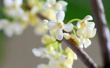 桂花鱼读后感8篇