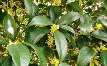 小学生桂花作文通用8篇