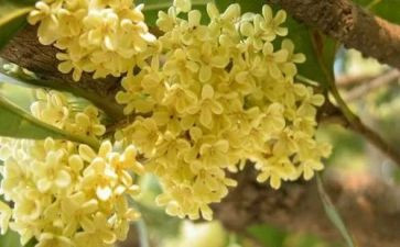 桂花落读后感7篇