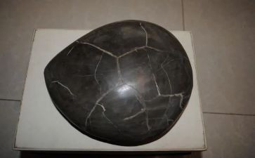 龟化石的作文7篇