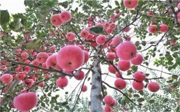 采果树读后感6篇