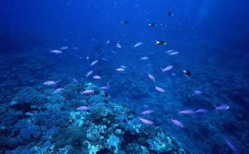 海底读后感800字精选7篇