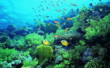 海底俩读后感优质5篇