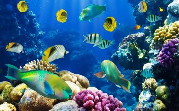 海底两万里600字读后感作文优质5篇