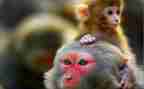 中班《猴子学样》教案7篇