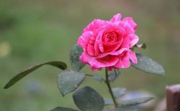 《朝花夕拾》读后感600字通用7篇