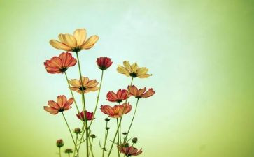 葵花情读后感最新8篇