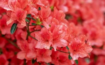 读后感青铜葵花300字7篇