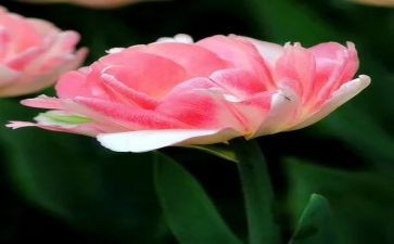 魔法花读后感5篇