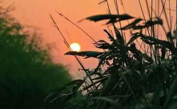 《秋天的怀念》优秀教案8篇