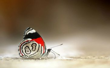折纸《蝴蝶》教案8篇