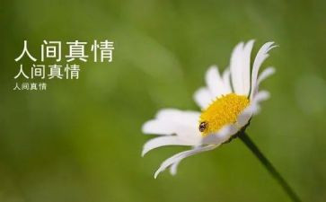 小事见真情作文模板7篇