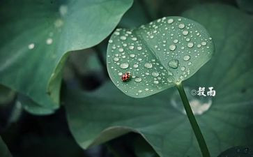 二十四节气歌演讲稿7篇