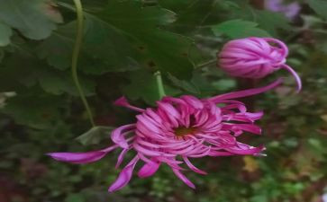 菊花与刀读后感8篇
