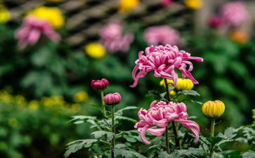 写雏菊的作文模板5篇