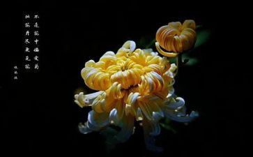 写雏菊的作文5篇